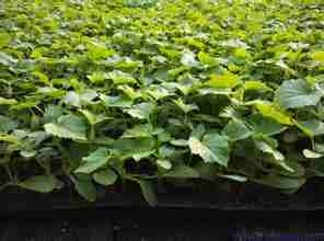 陜西辣椒苗、瑞豐種苗、辣椒苗廠家