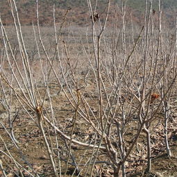 江西嫁接櫻桃苗 優(yōu)質(zhì)大櫻桃樹苗批發(fā)基地的跨區(qū)域合作——以陜西種苗為例