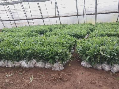 科技賦能育新苗 陜西秦蘊慧耕激活中藥材產(chǎn)業(yè)新質(zhì)生產(chǎn)力